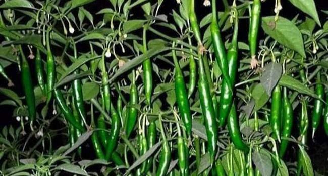 বেনাপোলে কাঁচা মরিচের দাম আবারো ৫০০ টাকা ছাড়ালো