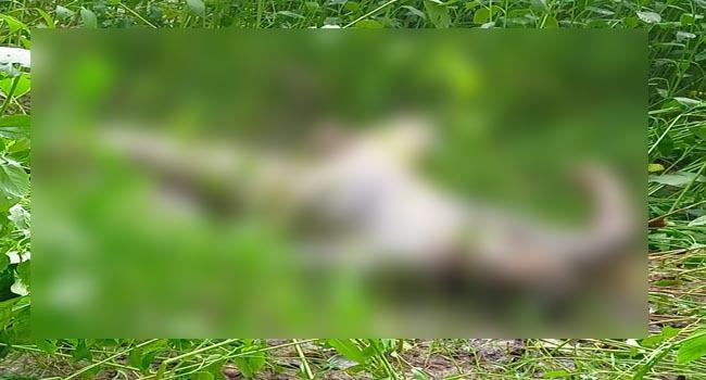 শিবগঞ্জে নিখোঁজের ৪ দিন পর পাটক্ষেত থেকে লাশ উদ্ধার