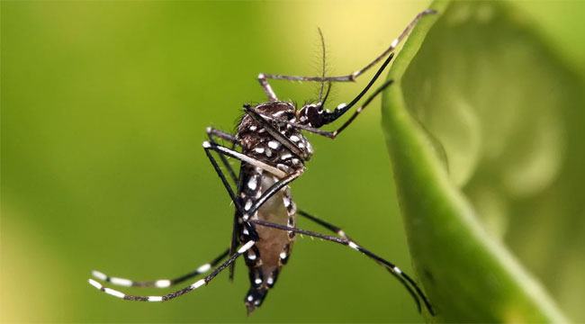 মশায় যাদেরকে বেশি কামড়ায়