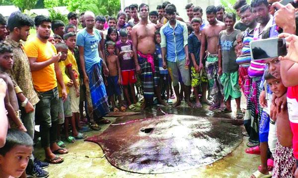 ৫ মণের শাপলাপাতা মাছ বিক্রি হলো ৮০ হাজার টাকায়