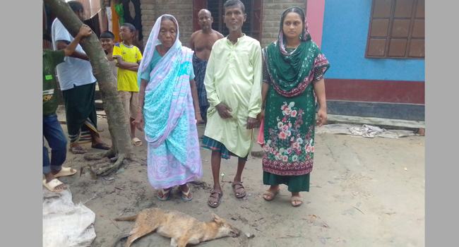 গোয়ালন্দে শিয়ালের আক্রমণে আহত ৩