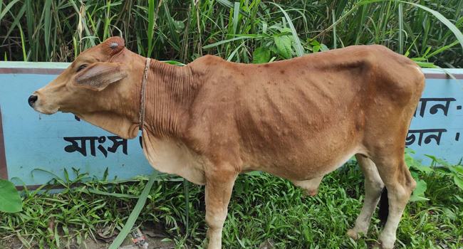 ভূরুঙ্গামারীতে ব্যাপকহারে ছড়িয়ে পড়েছে লাম্পি স্কিন