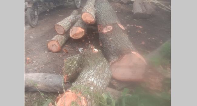 গলাচিপায় রাস্তার পাশের গাছ কেটে নিচ্ছে দুর্বৃত্তরা