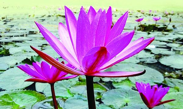 দৃষ্টিনন্দন শাপলা