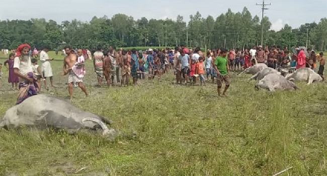 সারিয়াকান্দিতে বিদ্যুৎপৃষ্টে রাখালসহ ৬ মহিষের মৃত্যু