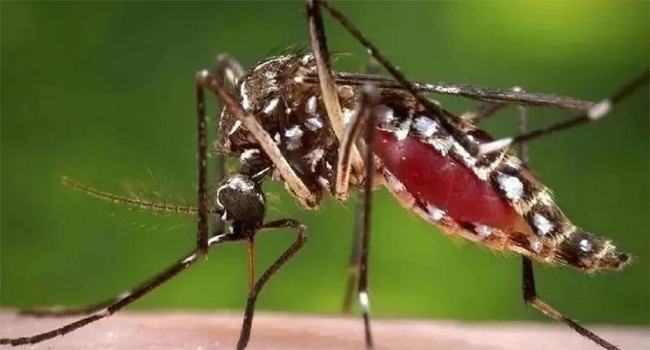 রাজশাহীতে ডেঙ্গু প্রতিরোধে মাঠে ভ্রাম্যমাণ আদালত, জরিমানা
