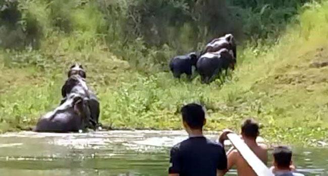 রাঙ্গামাটির হেডম্যান পাড়ায় বন্য হাতির পাল