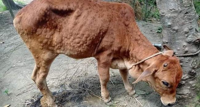 পোরশায় গরুর বিভিন্ন রোগ ছড়িয়ে পড়েছে