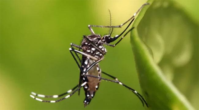 ডেঙ্গুতে ১ দিনে রেকর্ড ১৯ জনের মৃত্যু