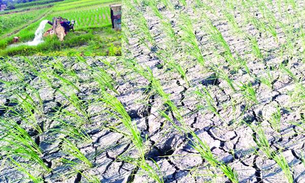 চৌগাছায় ভরা মৌসুমেও বর্ষার দেখা নেই : সেচই আমন চাষে ভরসা