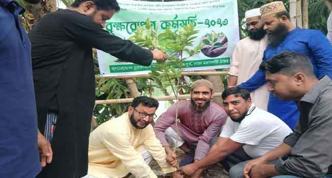 জামায়াতের বৃক্ষরোপণ কর্মসূচি উদ্বোধন