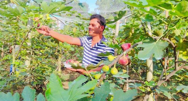 ঠাকুরগাঁওয়ে ত্বীন ফলের বাণিজ্যিক উৎপাদন করে সাড়া ফেলেছেন আবু বক্কর