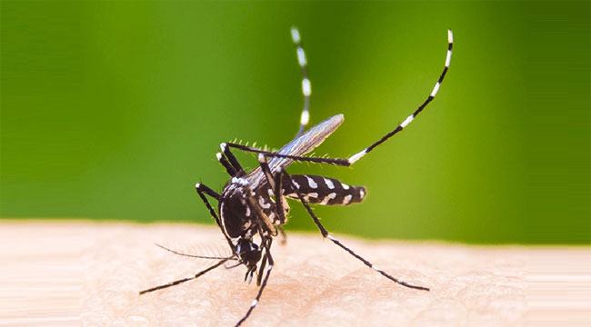 ঢাকার ১১ এলাকায় ডেঙ্গু রোগী বেশি