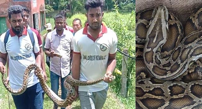 পরিত্যক্ত ঘরে ১২ ফুট দৈর্ঘ্যের বার্মিজ অজগর!