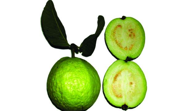 পেয়ারার কথা