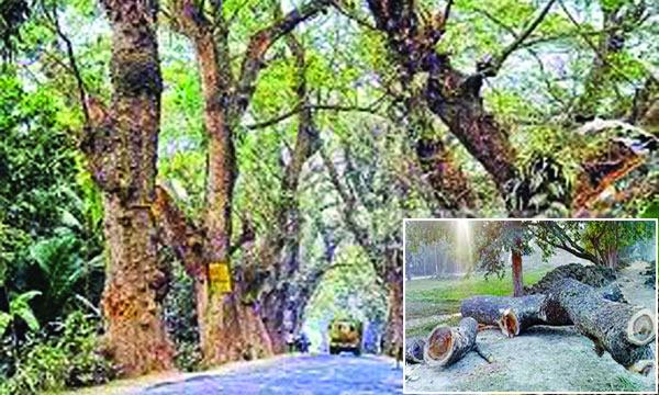বরিশালে কেটে ফেলা হচ্ছে পাউবোর শতবর্ষী শতাধিক গাছ