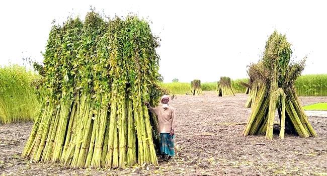 ভরা বর্ষা মৌসুমেও পানির অভাবে ব্যাহত পাট জাগ দেয়া