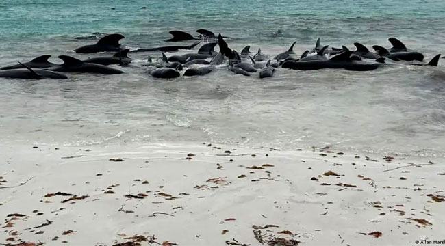 অস্ট্রেলিয়ায় সাগরতীরে ৫০ তিমির মৃত্যু