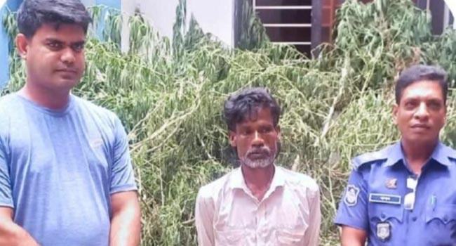 উল্লাপাড়ায় ৫৫টি গাছসহ গাঁজাচাষি গ্রেফতার