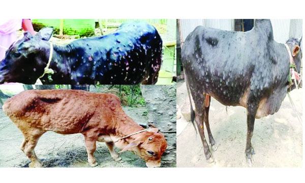 চৌগাছায় ল্যাম্পি স্কিনে দিশেহারা খামারি ও কৃষকরা