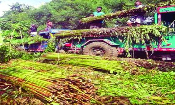 গাংনীতে পানির অভাবে পাট নিয়ে মহাবিপাকে কৃষকরা