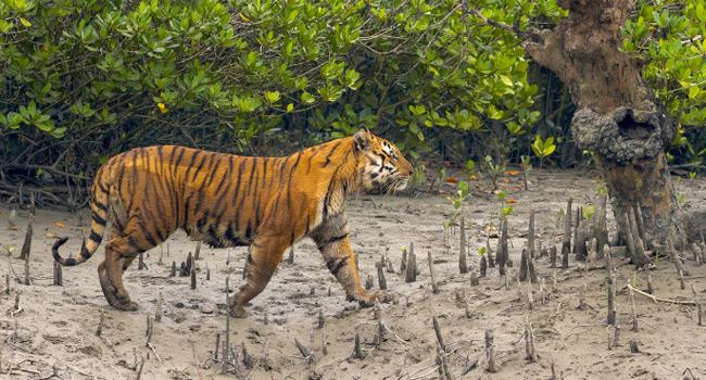 ৫ বছরে বাঘের সংখ্যা বেড়েছে সুন্দরবনে