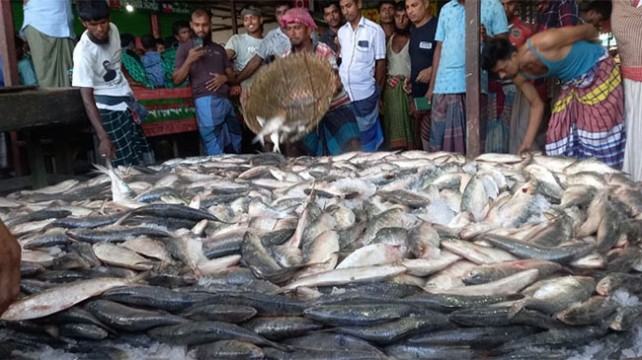 সাগরে ধরা পড়ছে ঝাঁকে ঝাঁকে ইলিশ