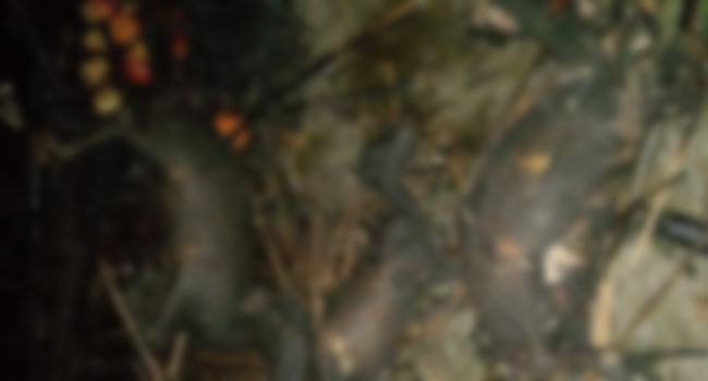 সালথায় প্রতিবন্ধীর ৪ ছাগল পুড়ে ছাই
