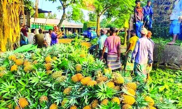 মধুপুরে আনারসের বাজারে ধস, লোকসানে চাষিরা