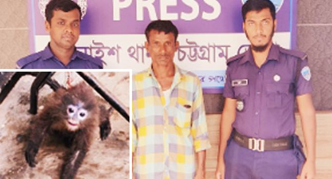 চন্দনাইশে বিরল প্রজাতির হনুমান উদ্ধার