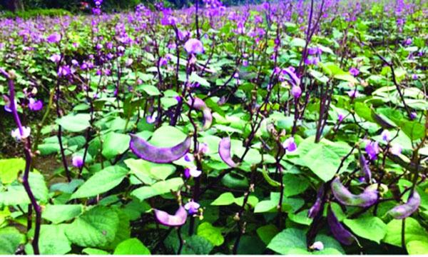 চৌগাছায় আগাম শিম চাষ করে ভাগ্য বদলের স্বপ্ন দেখছেন চাষিরা