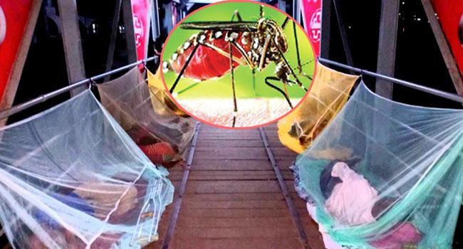 ডেঙ্গুতে ১০ জনের মৃত্যু, হাসপাতালে ভর্তি ১৭৫৭