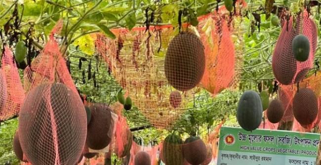 অসময়ের তরমুজ চাষে লাভবান কৃষক