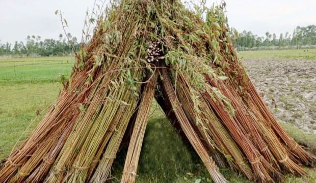 তৃষ্ণার্ত চাতকের মতো আকাশের পানে তাকিয়ে গাইবান্ধার পাটচাষিরা