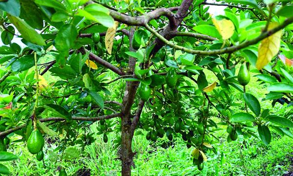 মিরসরাইয়ে অ্যাভোকাডো চাষে সাফল্য