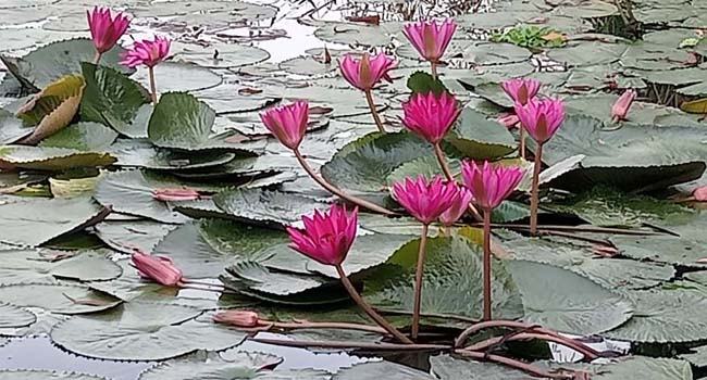 রায়গঞ্জে পুকুরে লাল শাপলার হাসি