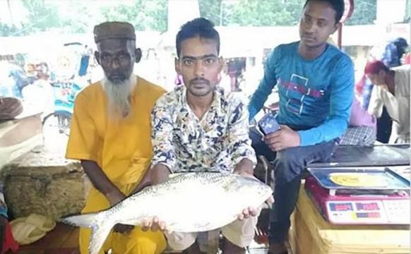 নিষেধাজ্ঞার সুফল, জালে ধরা পড়েছে মৌসুমের সবচেয়ে বড় ইলিশ