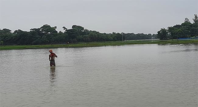 তালতলীতে টানা বৃষ্টিতে ডুবে গেছে আমনের বীজতলা