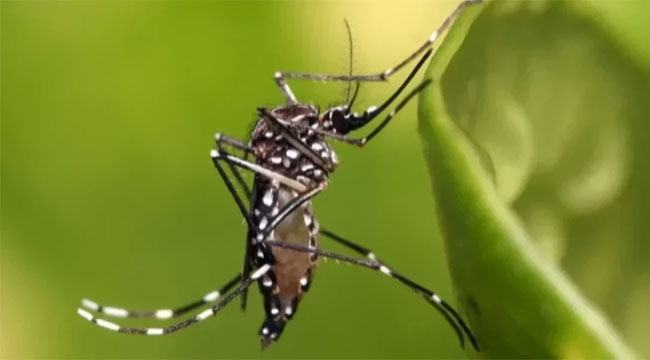 ডেঙ্গু আক্রান্ত হয়ে আরো ১২ জনের মৃত্যু, আক্রান্ত ২৮৪৪