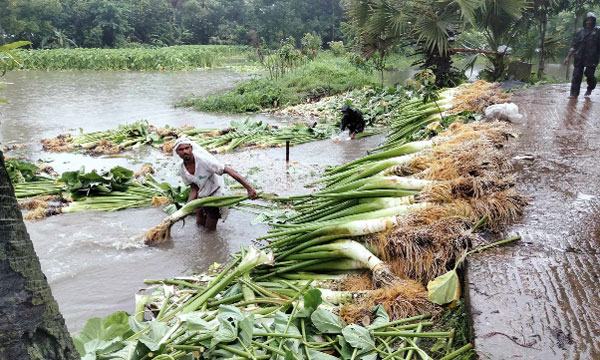 মিরসরাইয়ে কচু চাষে স্বচ্ছল কৃষকরা