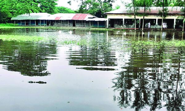 লালমোহনে ভারী বর্ষণে নিম্নাঞ্চল প্লাবিত : তলিয়ে গেছে আমনের বীজতলা