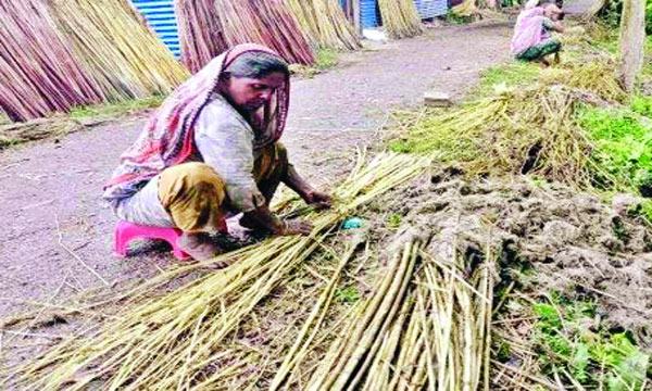 চাঁদপুরে পাটের বাম্পার ফলন হলেও দামে হতাশ কৃষকরা