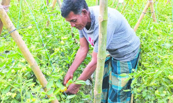 মিরসরাইয়ে ১৩ কৃষকের গ্রীষ্মকালীন টমেটো চাষ