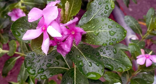 বৃষ্টিস্নাত সকালে উন্নতি ঢাকার বাতাসের মানে