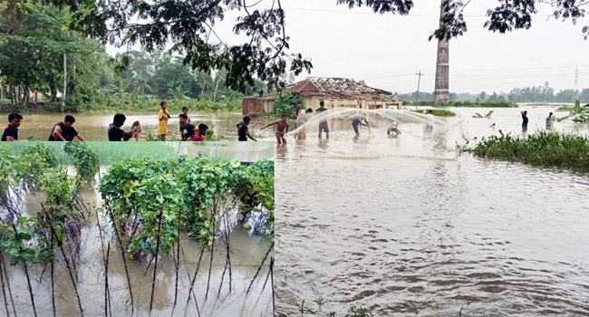 বন্যায় চট্টগ্রামে প্রাণিসম্পদ খাতে ৩০৫ কোটি টাকার ক্ষতি