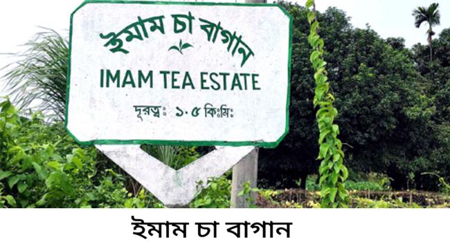 ২৫ দিন ধরে কর্মবিরতিতে ইমাম ও বাওয়ানী চা বাগানের শ্রমিকরা