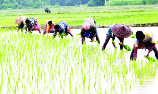 চৌগাছায় শ্রাবণের বৃষ্টিতে আমন চাষিদের  কিছুটা স্বস্তি