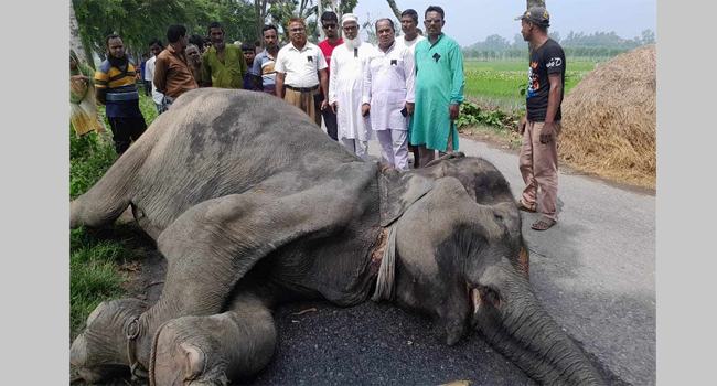 বগুড়ায় রাতের আঁধারে রাস্তা থেকে হাতির মৃত দেহ উদ্ধার