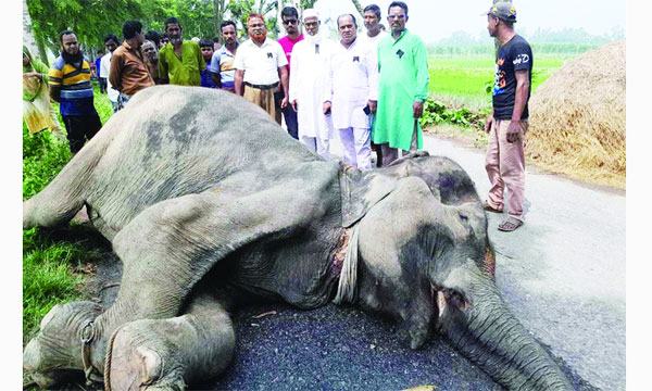 বগুড়ায় রাস্তা থেকে হাতির মৃতদেহ উদ্ধার