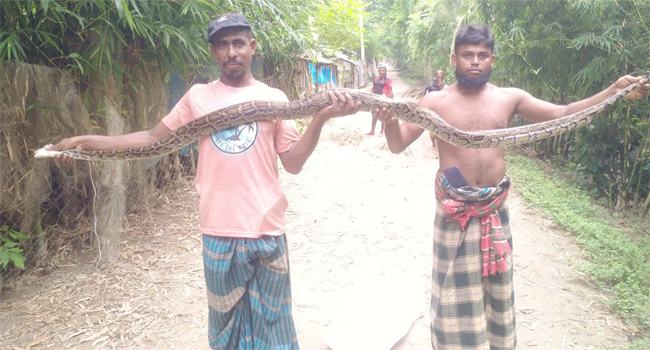 পাথরঘাটায় ১০ ফুট লম্বা অজগর সাপ উদ্ধার
